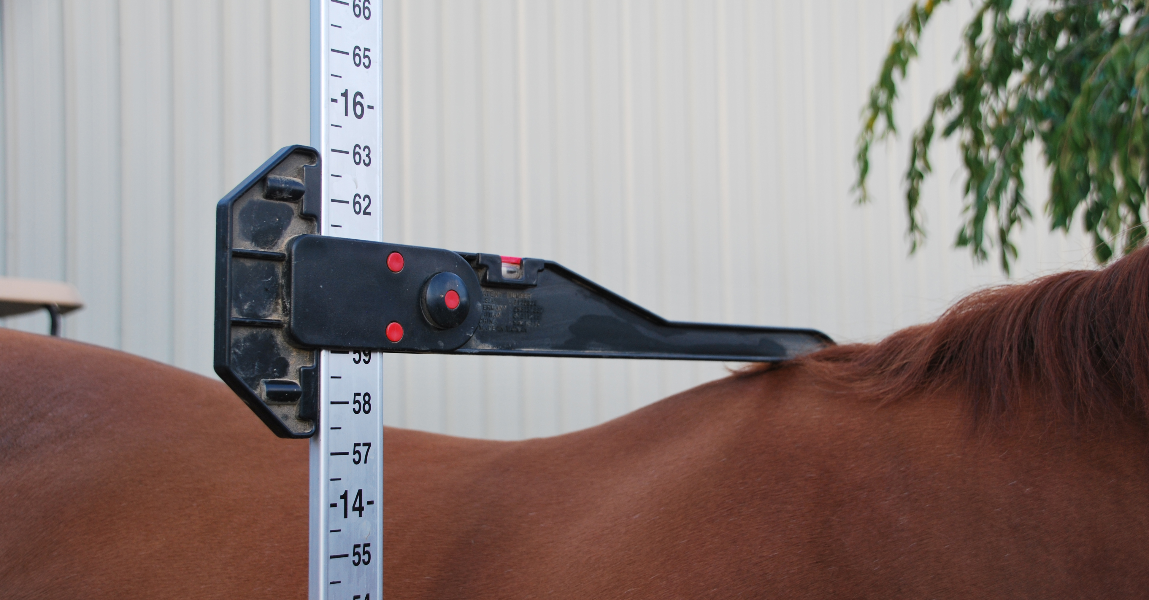Pony-measurement.jpeg